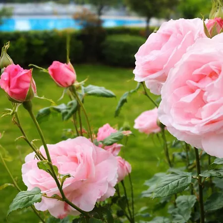 Nessi ホテル ロカルノ