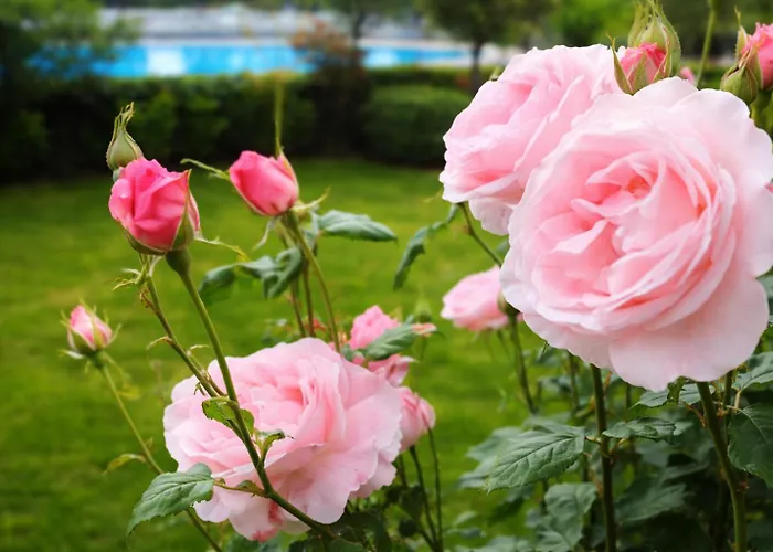 Nessi Отель Локарно