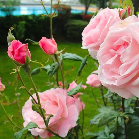 酒店 Nessi 洛迦诺